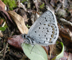 Plebejus idas alaskensis