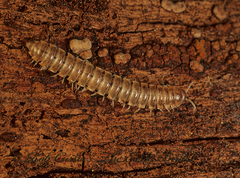 Eurymerodesmidae