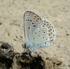 Plebejus idas scudderii