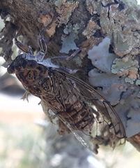 Cicada barbara lusitanica