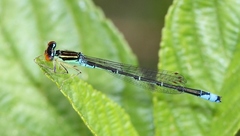 Enallagma antennatum