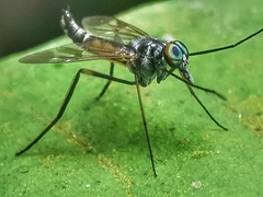Athericidae