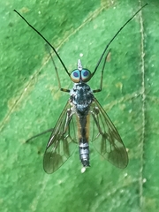 Athericidae