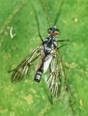Athericidae