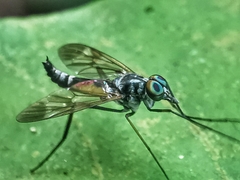 Athericidae