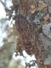 Cicada barbara lusitanica
