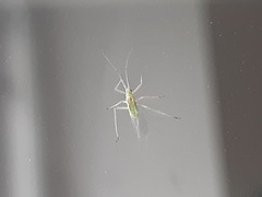 Calaphidina