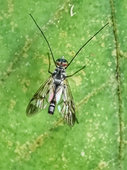 Athericidae