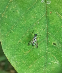 Athericidae