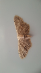 Idaea dimidiata
