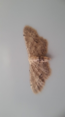 Idaea dimidiata