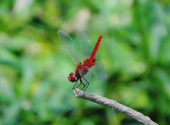 Urothemis signata