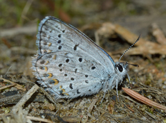 Plebejus idas scudderii