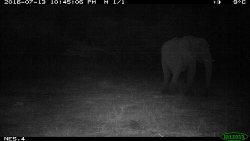 African Savanna Elephant