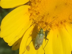 Closterotomus