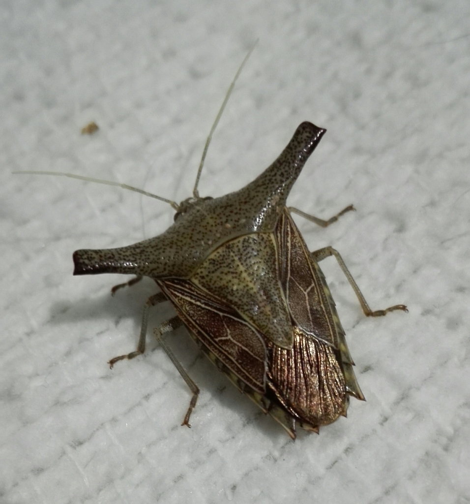 Edessa laticornis