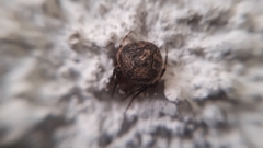 Neoscona subfusca