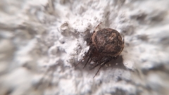 Neoscona subfusca