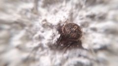 Neoscona subfusca