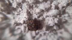 Neoscona subfusca