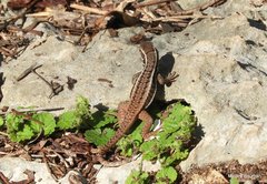Leiocephalus cubensis