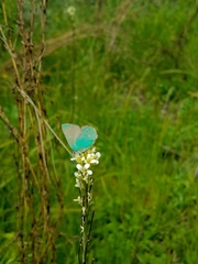 Callophrys viridis