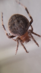 Neoscona subfusca