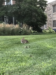 Sylvilagus floridanus