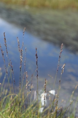Molinia caerulea caerulea
