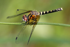Nannothemis bella