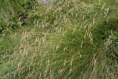 Festuca scabriculmis