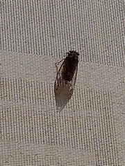 Cicada barbara