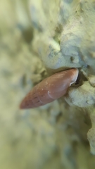 Eubrephulus orientalis