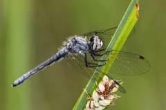 Nannothemis bella