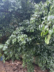 Chrysophyllum cainito