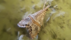 Euchromius superbellus
