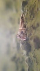Euchromius superbellus