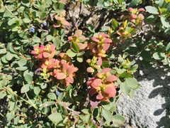 Exobasidium vaccinii-uliginosi