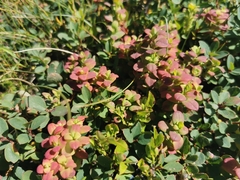 Exobasidium vaccinii-uliginosi