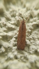 Nomophila noctuella