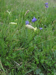 Silene lychnidea