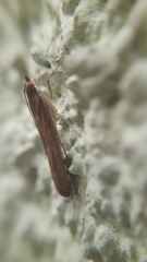 Nomophila noctuella