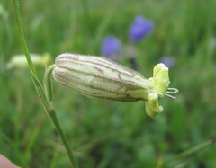 Silene lychnidea