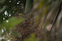 Turdus rufiventris