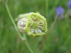 Silene lychnidea
