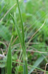 Silene lychnidea