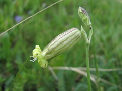 Silene lychnidea