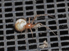 Theridion glaucescens
