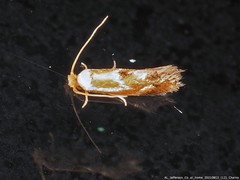 Philonome clemensella