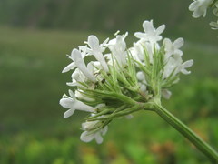 Valeriana alpestris